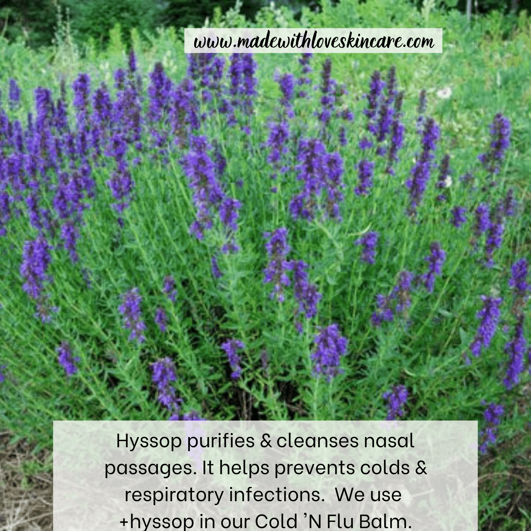 Cold ‘N Flu Balm – Made With Love Natural Skin Care
