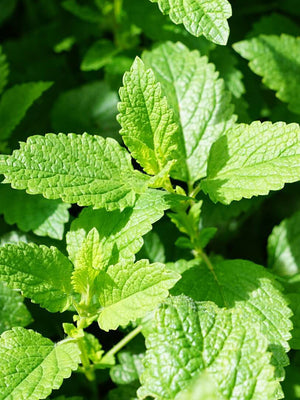 Mint Foot Butter