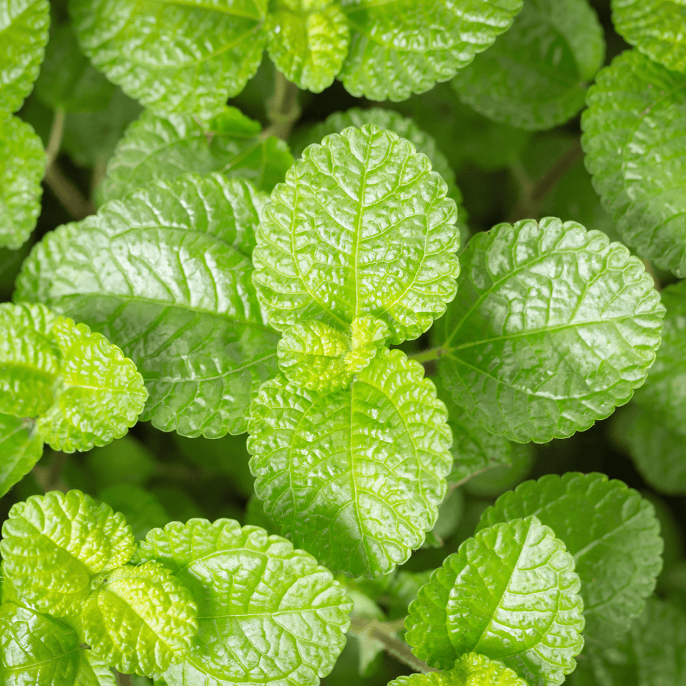 Minty Lip Balm