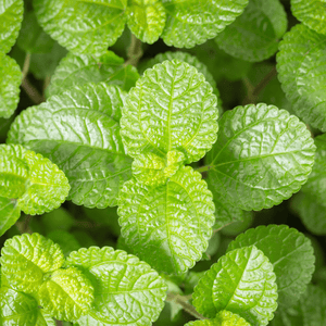 Minty Lip Balm